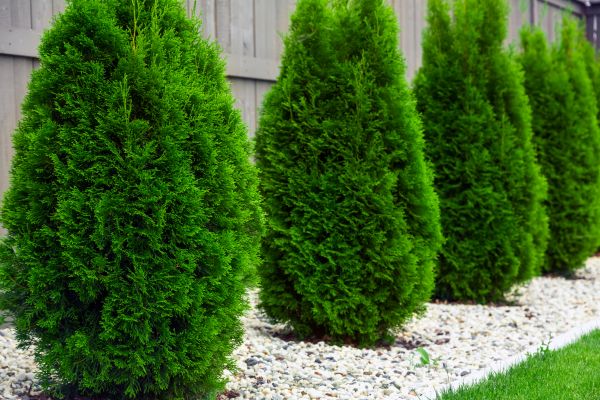 Arborvitae Planting in Glendale