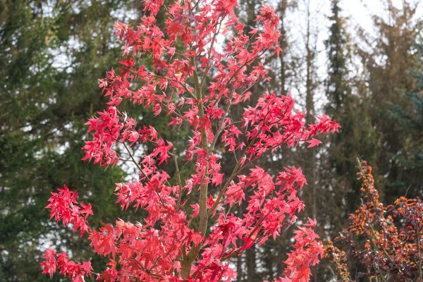Japanese Maple Planting in Glendale