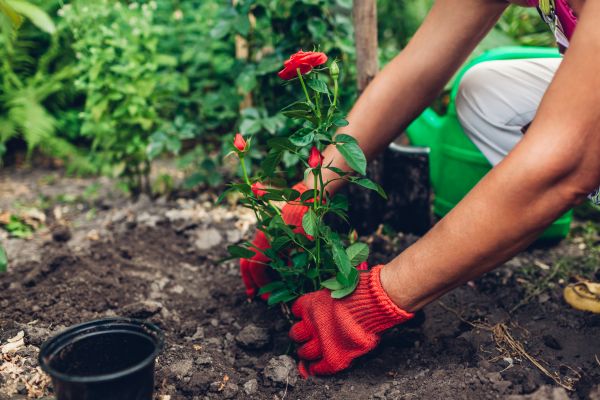 Planting Service in Glendale