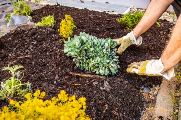 Weeding And Mulching in Glendale