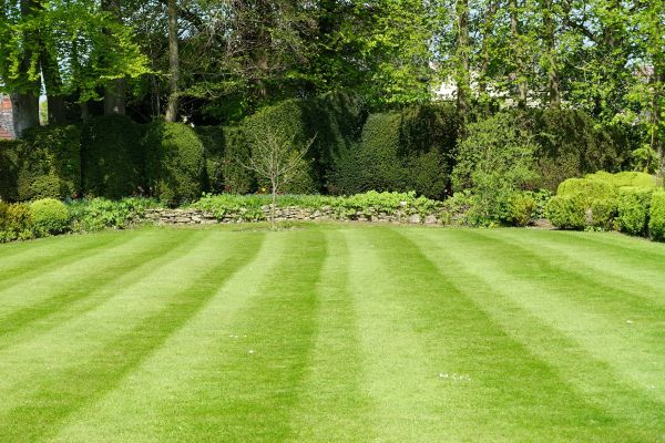 Lawn Renovation in Glendale