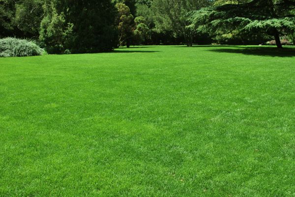 Lawn Landscaping in Glendale