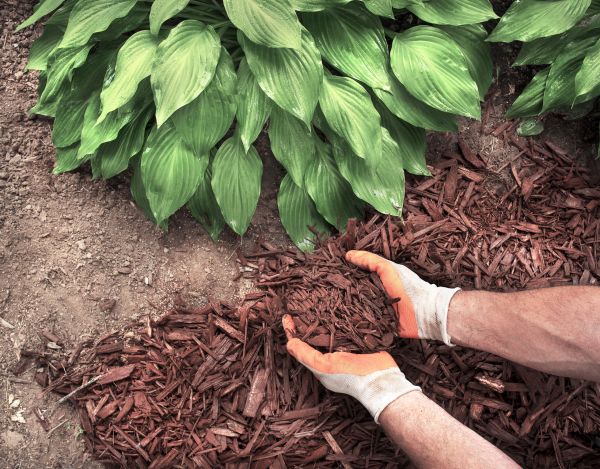 Shredded Mulch Service in Glendale