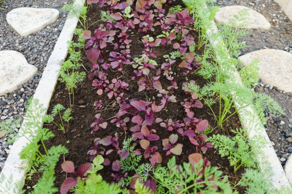 Edging Installation in Glendale