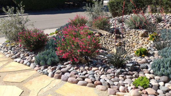 Xeriscape Landscaping in Glendale
