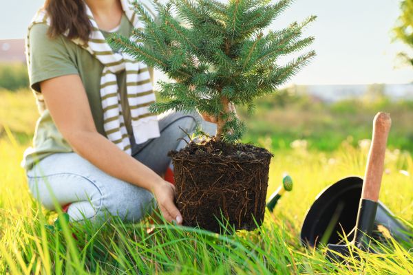 Spruce Tree Planting in Glendale