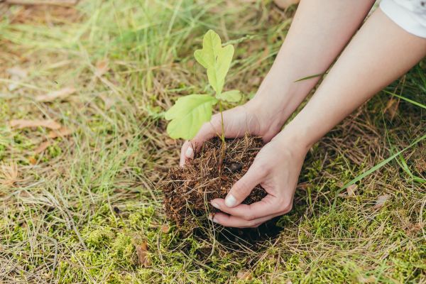 Oak Tree Planting in Glendale