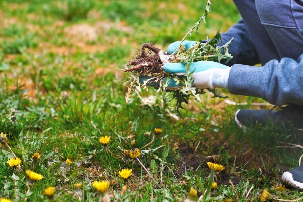 Flower Bed Clearing in Glendale