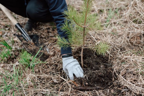 Pine Tree Planting in Glendale