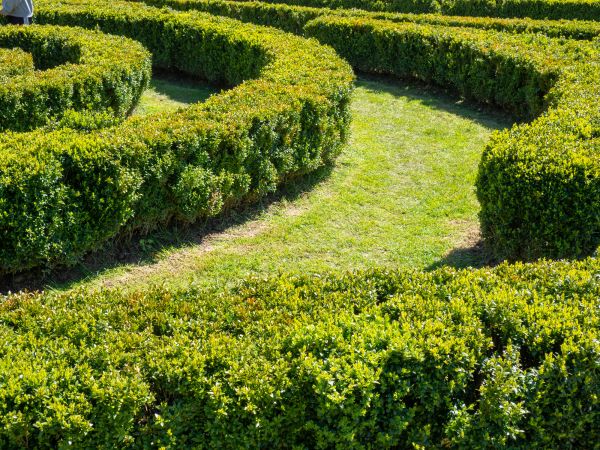 Bush Landscaping in Glendale