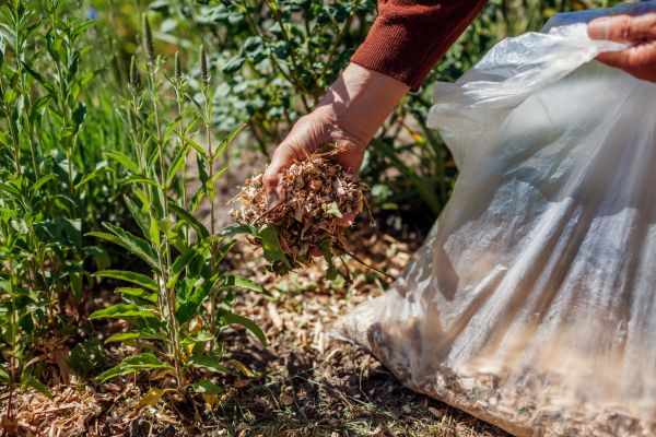 Wood Mulch Installation in Glendale