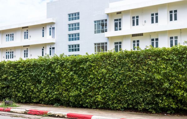 Privacy Landscaping in Glendale
