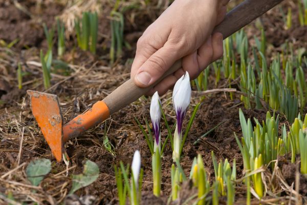 Flower Garden Weeding in Glendale