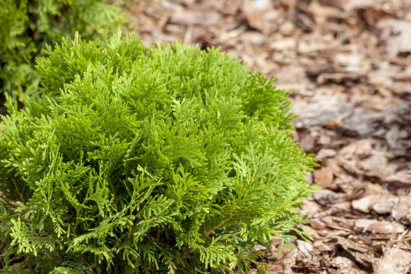 Cypress Mulch Placement