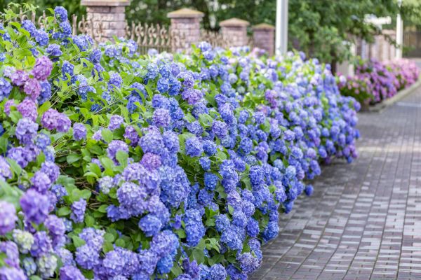 Hydrangea Landscaping in Glendale