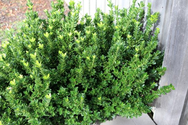 Boxwood Hedging