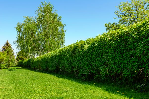 Hedge Replacement in Glendale
