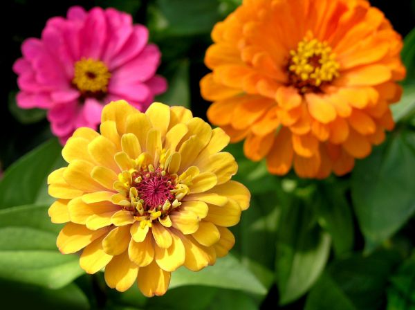 Zinnia Planting in Glendale