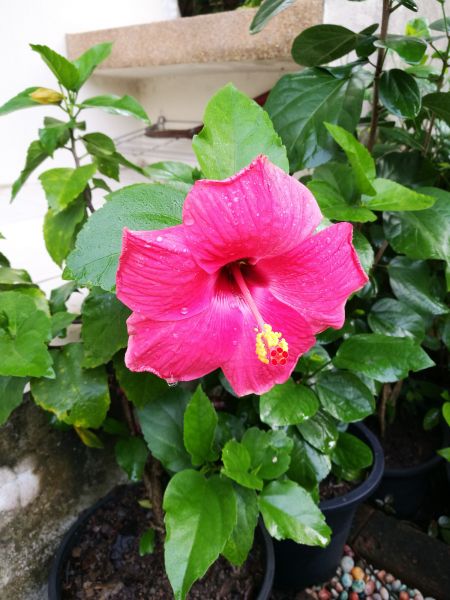 Hibiscus Planting in Glendale