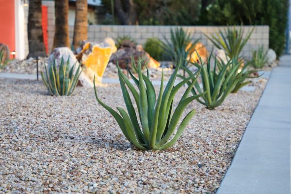 Drought Resistant Landscaping in Glendale