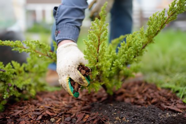Church Mulching in Glendale