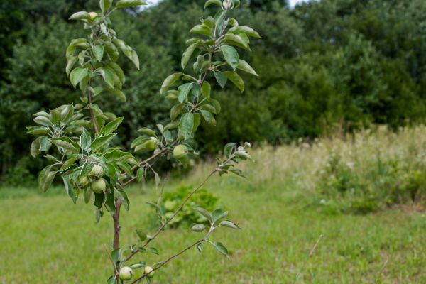 Apple Tree Planting in Glendale